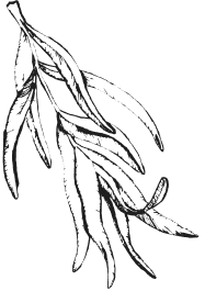dibujo plantas